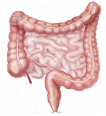 Intestines png 1 » PNG Image